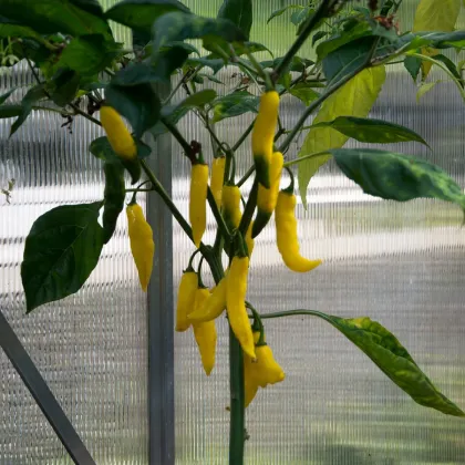 Chilli Aji Pineapple - Capsicum baccatum - prodej semen - 7 ks