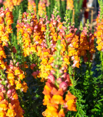 Hledík větší oranžový - Antirrhinum majus - prodej semen - 20 ks