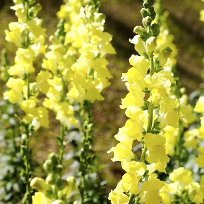 Hledík větší žlutý - Antirrhinum majus - prodej semen - 20 ks