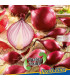 Cibule sazečka červená Red Ray F1 - Allium cepa - prodej cibulek - 60 ks