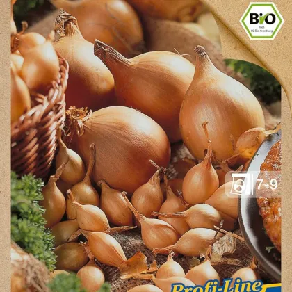 BIO Cibule sazečka Setton - Allium cepa - prodej bio cibulek - 40 ks