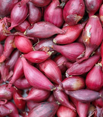 Cibule sazečka Rosanna - Allium cepa - prodej cibulek - 100 ks