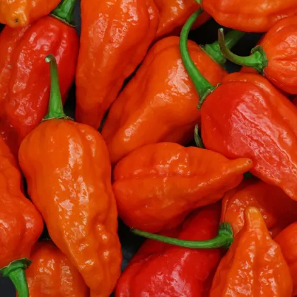 Chilli Bhut Jolokia oranžové - Capsicum chinense - prodej semen - 5 ks