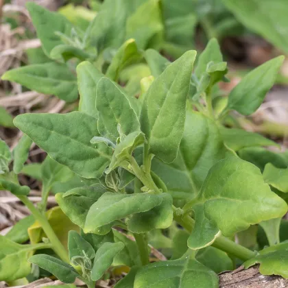 BIO Špenát novozélandský - Tetragonia tetragonoides - prodej bio semen - 30 ks