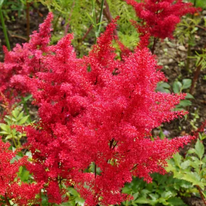 Čechrava Koblenz - Astilbe - prodej cibulovin - 1 ks