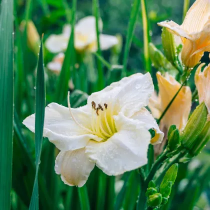 Denivka White Temptation - Hemerocallis - prodej cibulovin - 1 ks