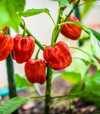 Chilli brazilský pepř - Capsicum chinense - prodej semen - 6 ks