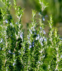 BIO Rozmarýn lékařský - Rosmarinus officinalis - prodej bio semen - 30 ks