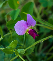 BIO Hrách cukrový Golden Sweet - Pisum sativum - prodej bio semen - 35 ks