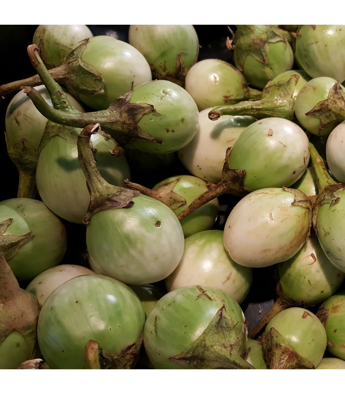 Lilek Zelené jablko - Solanum melongena - prodej semen - 6 ks