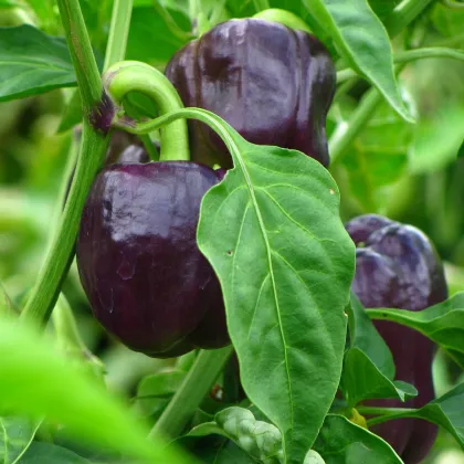 BIO Paprika Babybell chocolate - Capsicum annuum - prodej bio semen - 10 ks