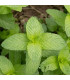 BIO Máta klasnatá - Mentha viridis - prodej bio semen - 25 ks