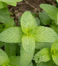 BIO Máta klasnatá - Mentha viridis - prodej bio semen - 25 ks