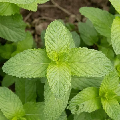 BIO Máta klasnatá - Mentha viridis - prodej bio semen - 25 ks