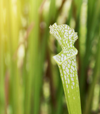 Špirlice bělolistá bílá - Sarracenia leucophylla - prodej semen - 10 ks