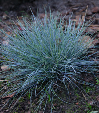 Kostřava Walliská Buddy Blue - Festuca valesiaca - prodej semen - 20 ks