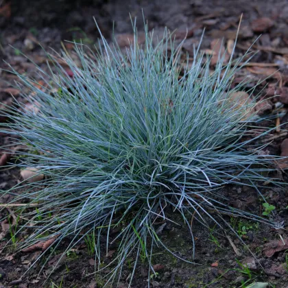 Kostřava Walliská Buddy Blue - Festuca valesiaca - prodej semen - 20 ks