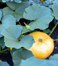 Tykev Gele Reuzen - Cucurbita maxima - prodej semen - 5 ks