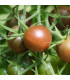 BIO Rajče Koktejlové Brown Berry - Solanum lycopersicum - prodej bio semen - 7 ks