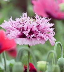 Mák okrasný Lilac Pompon - Papaver somniferum - prodej semen - 200 ks