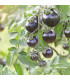 BIO Rajče Indigo Rose - Solanum lycopersicum - prodej bio semen - 7 ks