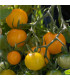 BIO Rajče Tom Yellow - Solanum lycopersicum - prodej bio semen - 7 ks