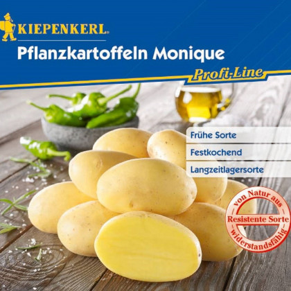 Brambory sadbové Monique - Solanum tuberosum - Kiepenkerl - prodej sadby - 10 ks