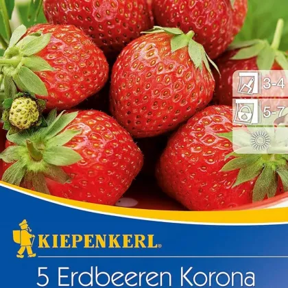 Jahodník Korona - Fragaria ananassa - prodej prostokořenných sazenic - 5 ks