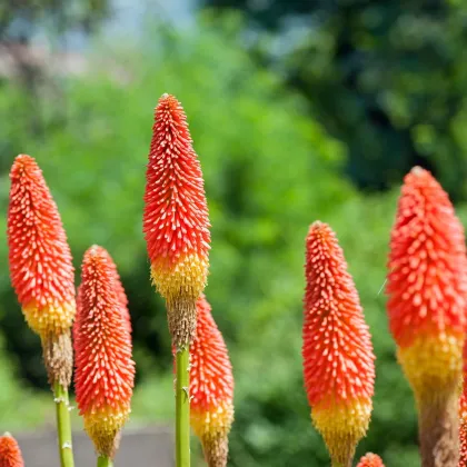 Mnohokvět červeno-žlutý - Kleopatřina jehla - Kniphofia - prodej prostokořenných sazenic - 1 ks