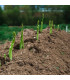 Chřest Boonlim - Asparagus officinalis - prodej prostokořenných sazenic - 1 ks