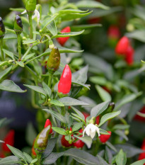 Chilli Prairie Fire - Capsicum annuum - prodej semen - 6 ks