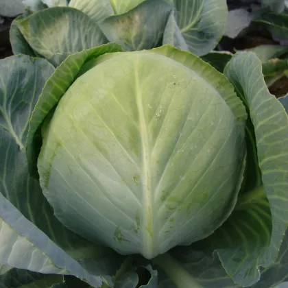 Zelí Aros F1 - Brassica oleracea - prodej semen - 100 ks