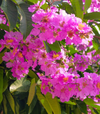 Lagerstroemie nádherná - Lagerstroemia floribunda - prodej semen - 7 ks