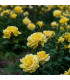Růže velkokvětá pnoucí žlutá - Rosa - prodej prostokořenných sazenic - 1 ks