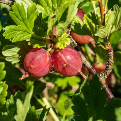 Angrešt červený - Ribes uva-crispa - prodej prostokořenných sazenic - 1 ks