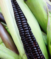 Kukuřice Negro Cine - Zea mays - prodej semen - 15 ks