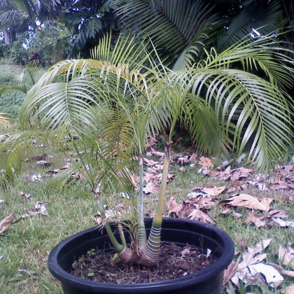 Palma zkroucená - Dypsis prestoniana - prodej semen - 3 ks