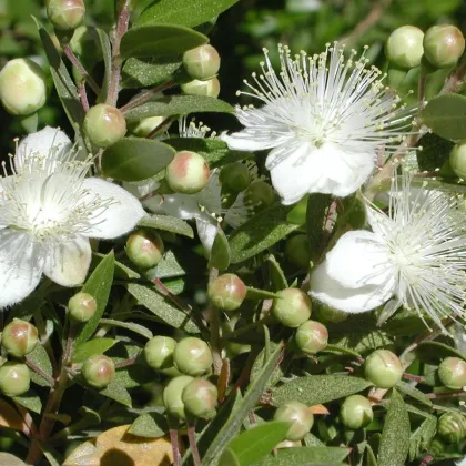 Myrta obecná - Myrtus communis - prodej semen - 5 ks