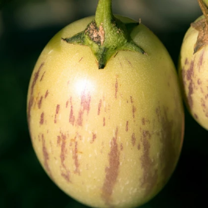 Pepíno - Solanum muricatum - prodej semen - 5 ks