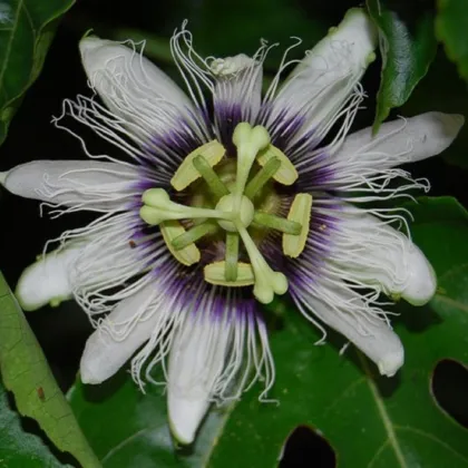 Mučenka jedlá - Passiflora edulis - prodej semen - 5 ks