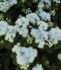 Nestařec americký White Mountain - Ageratum houstonianum - prodej semen - 30 ks