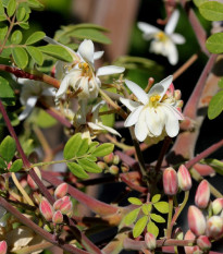 Moringa olejodárná - Moringa oleifera - prodej semen - 4 ks