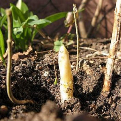 Mary Washington -  Asparagus officinalis - Chřest lékařský - prodej semen