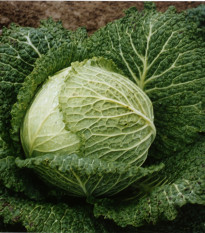 Kapusta Hlávková Verita F1 - Brassica oleracea - prodej semen - 110 ks