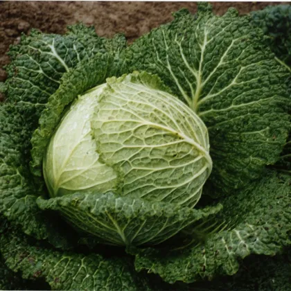 Kapusta Hlávková Verita F1 - Brassica oleracea - prodej semen - 110 ks