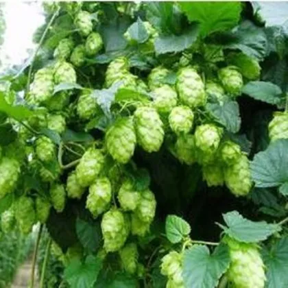 Chmel japonský - Humulus japonicus - prodej semen - 7 ks