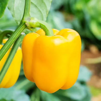 Paprika Snack Yellow - Capsicum annuum - prodej semen - 6 ks