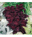 Africká kopřiva Wizard Black Dragon - Coleus blumei - prodej semen - 30 ks