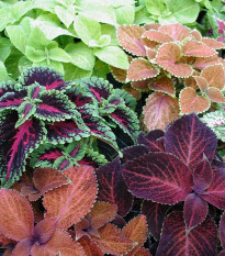 Africká kopřiva Wizard mix - Coleus blumei - prodej semen - 30 ks