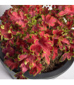 Africká kopřiva Wizard Velvet Rose - Coleus blumei - prodej semen - 30 ks